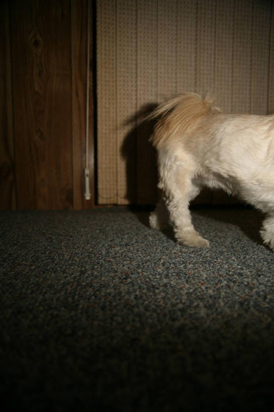 无人,竖图,室内,特写,地毯,宠物,狗,锦鲤,美国,阴影,背面,百叶帘,摄影,部分,步行,彩图
