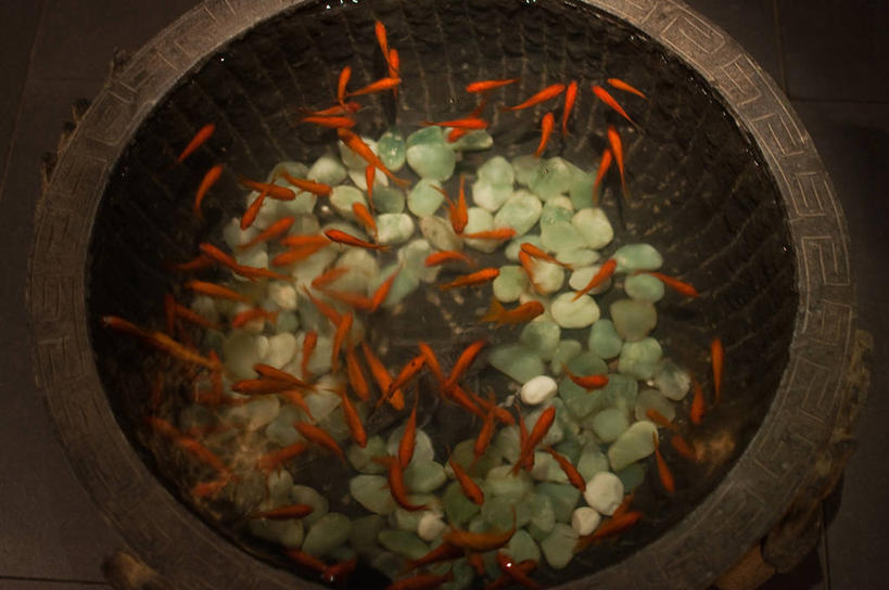 游泳,无人,横图,俯视,室内,北京,一群,许多,小的,金鱼,首都,很多,摄影,死水,彩图,高角度拍摄