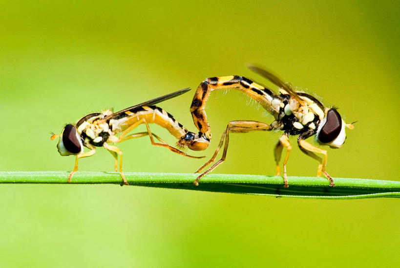 无人,横图,室外,特写,白天,侧面,野生动物,比利时,昆虫,自然,动物,两只,摄影,交配,食蚜蝇,彩图,动物学