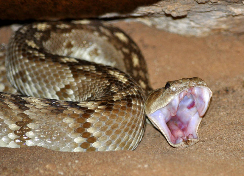 无人,横图,室外,特写,白天,沙漠,野生动物,沙子,张嘴,摄影,进攻,张大嘴巴,德克萨斯,响尾蛇,危险,张开嘴,彩图,尖牙