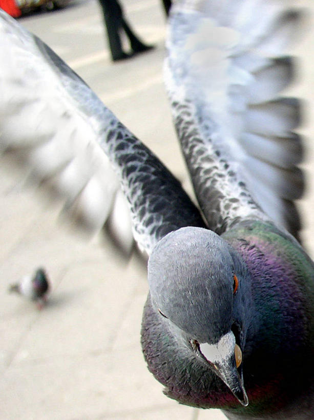 竖图,室外,特写,白天,运动模糊,城市,意大利,威尼斯,起飞,人行道,飞,摄影,部分,意大利文化,圣马克广场,彩图