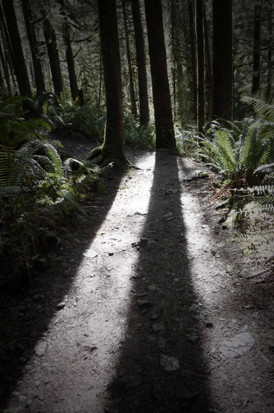 无人,竖图,室外,美景,森林,阴影,景观,泥土,黎明,树干,自然,景色,金条,摄影,宁静,蕨类,自然风光,州立公园,彩图