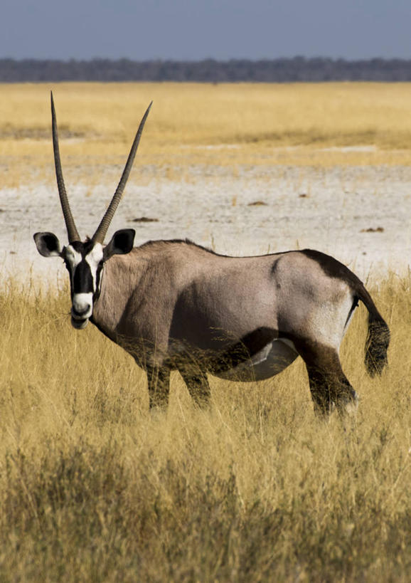 无人,站,竖图,室外,白天,侧面,野生动物,纳米比亚,地形,摄影,长角羚,万里无云,彩图
