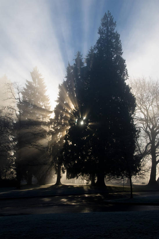 无人,公园,竖图,室外,神秘,日出,美景,雾,加拿大,圣诞节,景观,树,风景,自然,景色,摄影,宁静,自然风光,剪影,温哥华,灵性,大不列颠哥伦比亚,史坦利公园,彩图