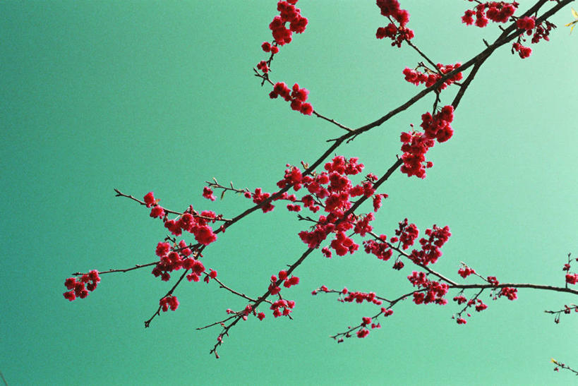 无人,横图,美景,樱花,绿色背景,景观,枝,自然,景色,摄影,脆弱,自然风光,彩图,影棚拍摄