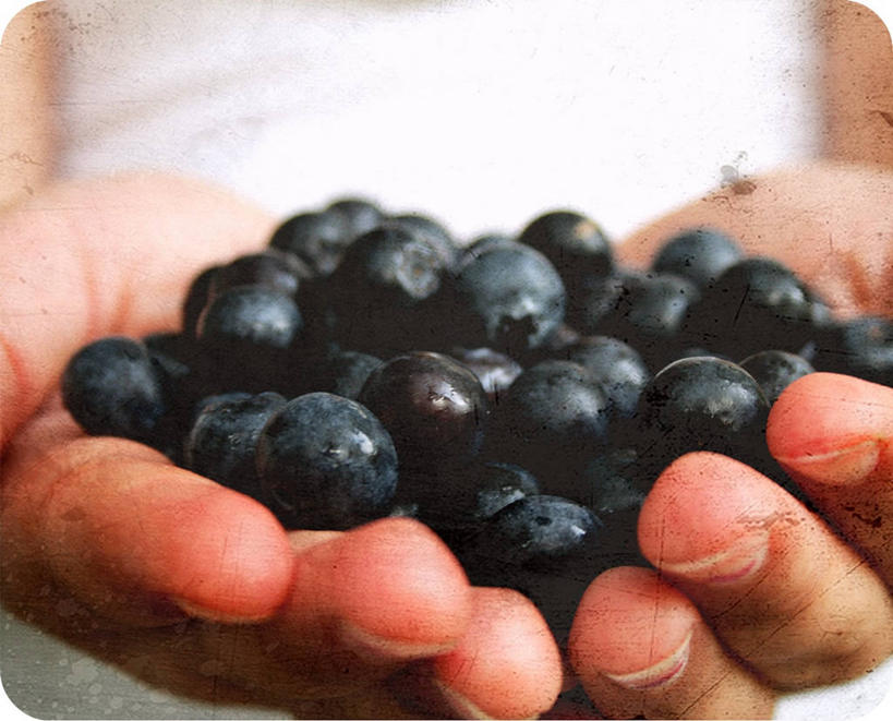 成年人,手,一个人,横图,特写,正面,蓝莓,美国,仅一个男性,许多,丰富,很多,拿着,人体,摄影,清新,健康食物,塔拉哈西,捧着,彩图