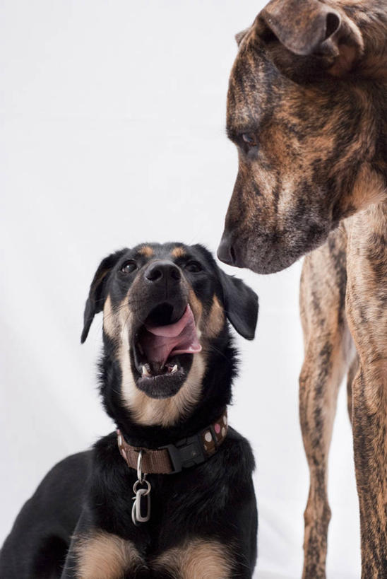 无人,站,坐,竖图,特写,白色背景,友谊,宠物,动物,打哈欠,两只,摄影,牧羊犬,部分,斑纹,彩图,影棚拍摄,宠物项圈