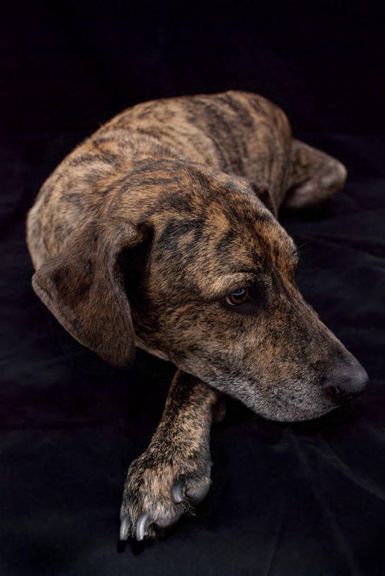 无人,竖图,特写,宠物,狗,黑色背景,趴着,放松,摄影,斑纹,悲哀,彩图,影棚拍摄