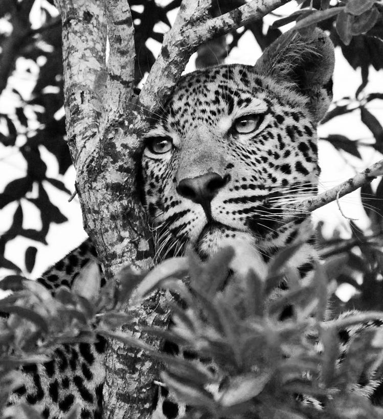 无人,竖图,黑白,室外,白天,懒惰,野生动物,叶子,南非,宏伟,树,摄影,美洲豹,普马兰加省