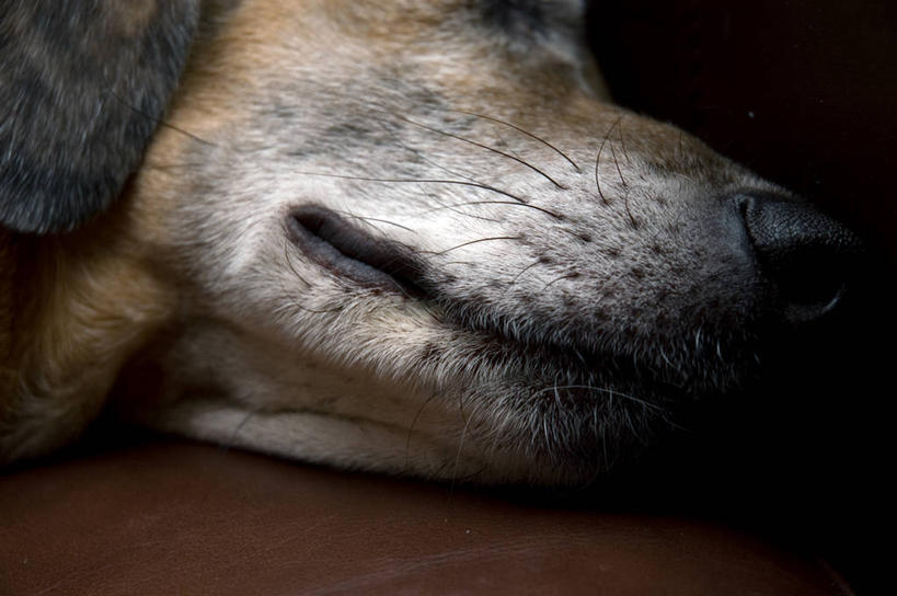 无人,横图,室内,特写,侧面,宠物,美国,休息,摄影,明尼苏达,彩图