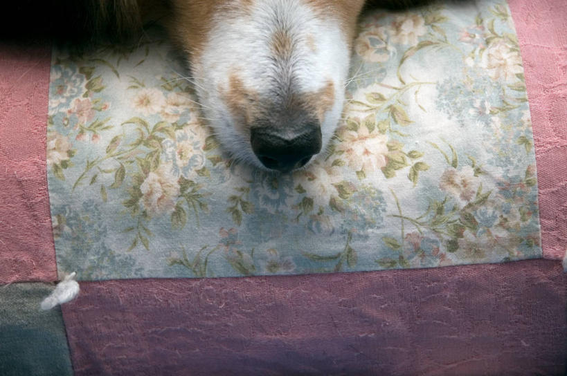 无人,横图,室内,特写,纯洁,床,卧室,宠物,美国,花纹,休息,放松,可爱,童年,童趣,摄影,部分,棉被,童真,烂漫,无邪,喜乐蒂牧羊犬,明尼苏达,天真,彩图