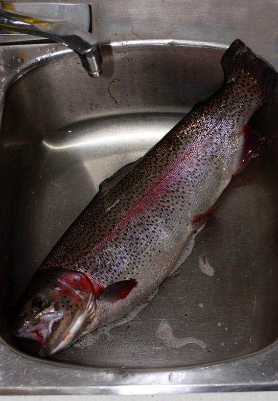 无人,竖图,俯视,室内,白天,厨房,准备,不锈钢,水龙头,血液,摄影,巨大,庞大,虹鳟鱼,健康食物,宏大,硕大,伟大,萨里市,海产,清洗,彩图,高角度拍摄