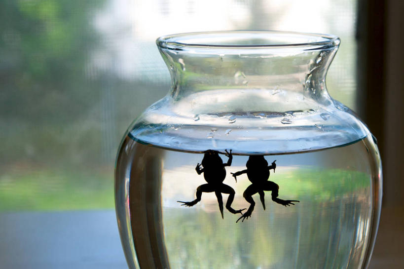 无人,横图,室内,白天,水,窗户,美国,并排,小的,窗台,动物,两只,摄影,剪影,蝌蚪,广口瓶,马萨诸塞,箭毒蛙,彩图