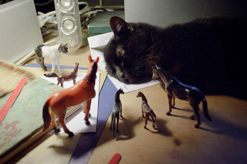 无人,站,横图,室内,特写,白天,宠物,马,猫,雕塑,法国,艺术,装饰,雕刻,雕像,黑色,工艺品,摄影,牲畜,纪念,部分,美术,侧卧,主题,陈列,功能,美学,计算机电缆,睡觉,彩图