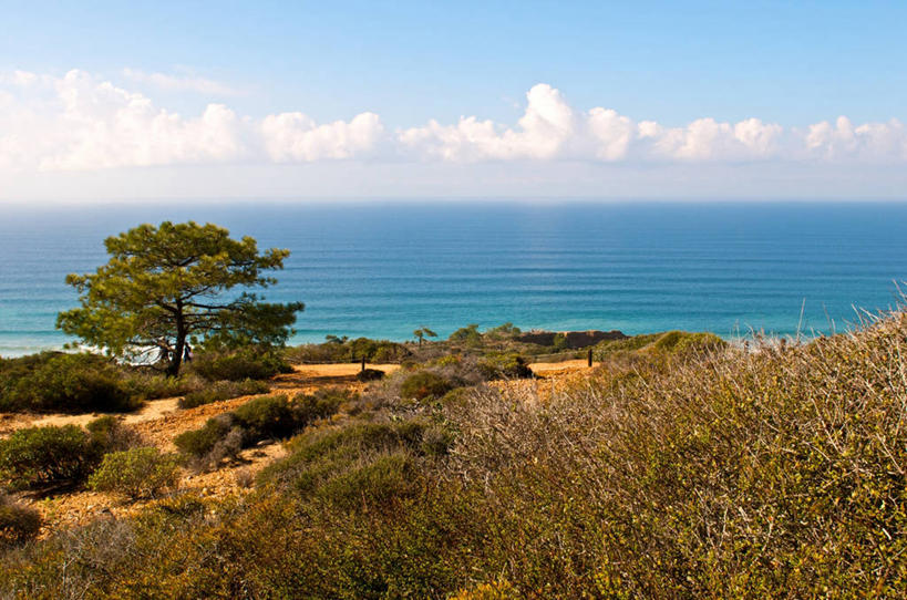 无人,横图,室外,白天,美国,地形,海岸线,水平线,草,风景,摄影,灌木,宁静,加利福尼亚,约拉,针叶树,彩图