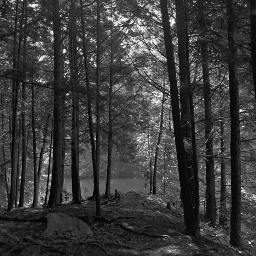 无人,方图,黑白,室外,白天,森林,日光,美国,自然,摄影,常绿树,康涅狄格州,岩石