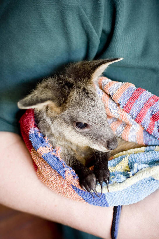 成年人,一个人,竖图,室内,白天,袋鼠,野生动物,澳大利亚,仅一个男性,小的,包装,拿着,动物,毛巾,可爱,人体,摄影,活泼,育儿袋,西澳大利亚,男人,手臂,彩图