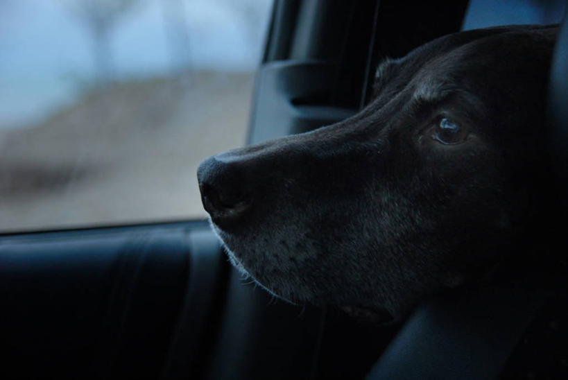 无人,横图,特写,汽车,宠物,狗,哈萨克斯坦,黄昏,思考,摄影,等,阿拉木图,彩图,旅行