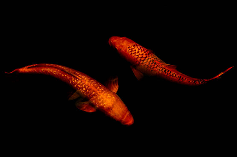 游泳,无人,横图,特写,水下,锦鲤,菲律宾,鱼类,动物,两只,摄影,鳍,简单,彩图