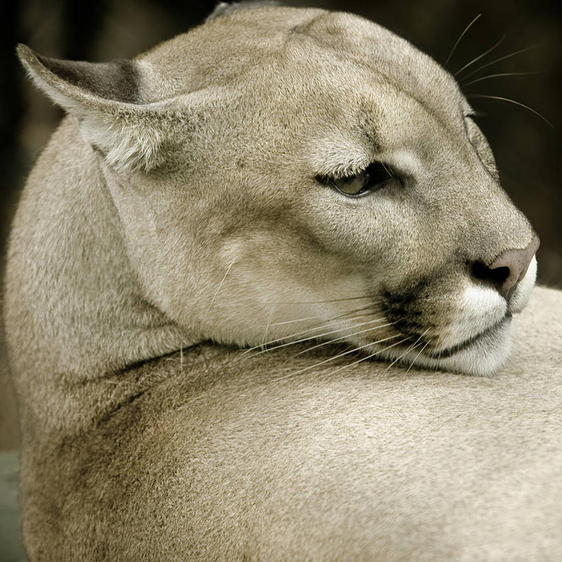 脸,头,脸颊,无人,方图,特写,白天,野生动物,菲律宾,曲折,弯曲,肩膀,灰色,摄影,蜿蜒,肖像,美洲狮,头部,脸部,脸蛋,面部,彩图