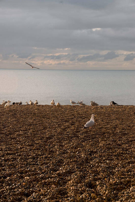 无人,竖图,室外,白天,多云,海鸥,英国,欧洲,一群,许多,鸟类,河岸,水平线,很多,英格兰,风景,鹅卵石,摄影,宁静,西欧,大不列颠,海景,大不列颠及北爱尔兰联合王国,大不列颠及爱尔兰联合王国,萨塞克斯,萨塞克斯郡,苏塞克斯,东萨塞克斯郡,海滩,彩图,大不列颠王国,大英帝国,联合王国,日不落帝国,布赖顿