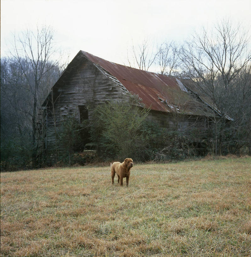 无人,农场,站,竖图,室外,白天,寂寞,美景,宠物,狗,美国,废弃,景观,自然,景色,摄影,报废,废物,自然风光,迷路,丢弃,等,放弃,抛弃,田纳西,摈弃,迷惑,彩图,屏弃,摈斥,摒除,独处,流浪动物