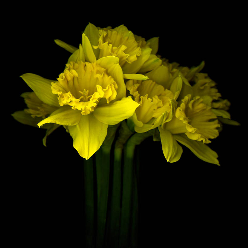 无人,方图,水仙花,黑色背景,黄色,自然,摄影,生长,清新,彩图,影棚拍摄