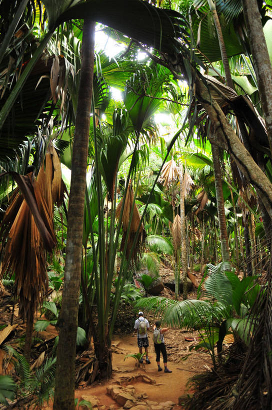 两个人,竖图,俯视,室外,白天,旅游,度假,美景,棕榈树,塞舌尔,景观,娱乐,背面,自然,享受,休闲,景色,放松,摄影,巨大,庞大,自然风光,热带雨林,背包客,宏大,硕大,伟大,彩图,高角度拍摄,背包族