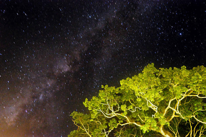 无人,横图,室外,夜晚,仰视,植物,危地马拉,星星,宏伟,树,树木,绿色,天空,自然,摄影,生长,成长,银河系,蒂卡尔国家公园,彩图,低角度拍摄,迪卡尔,雨林
