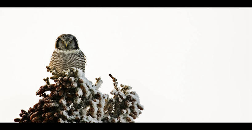 无人,横图,室外,白天,留白,雪,加拿大,冬天,摄影,栖息,影棚,摄影棚,机敏,常绿树,育空地区,怀特霍斯,彩图,影棚拍摄,拍摄