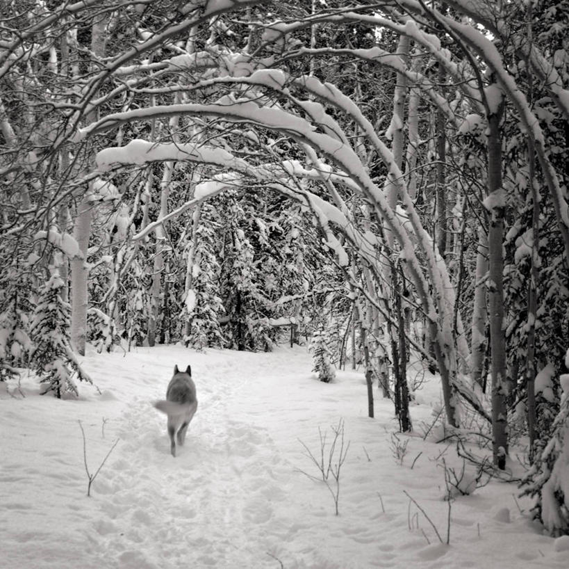 无人,跑,方图,室外,白天,树林,雪,宠物,狗,加拿大,冬天,树,背面,寒冷,摄影,育空地区,怀特霍斯,彩图,独处