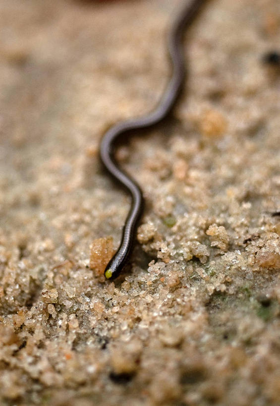 无人,竖图,室外,特写,白天,野生动物,蛇,沙子,自然,摄影,彩图,对焦