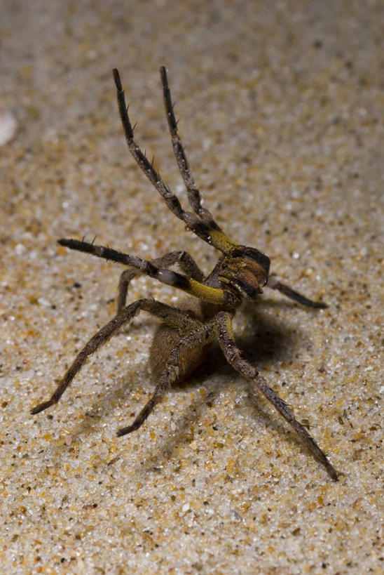 无人,竖图,室外,特写,白天,野生动物,巴西,普拉亚,蜘蛛,摄影,彩图