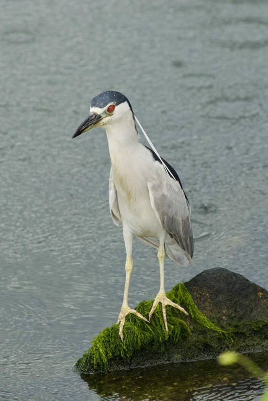 无人,竖图,室外,白天,野生动物,巴西,普拉亚,鸟类,摄影,栖息,岩石,彩图