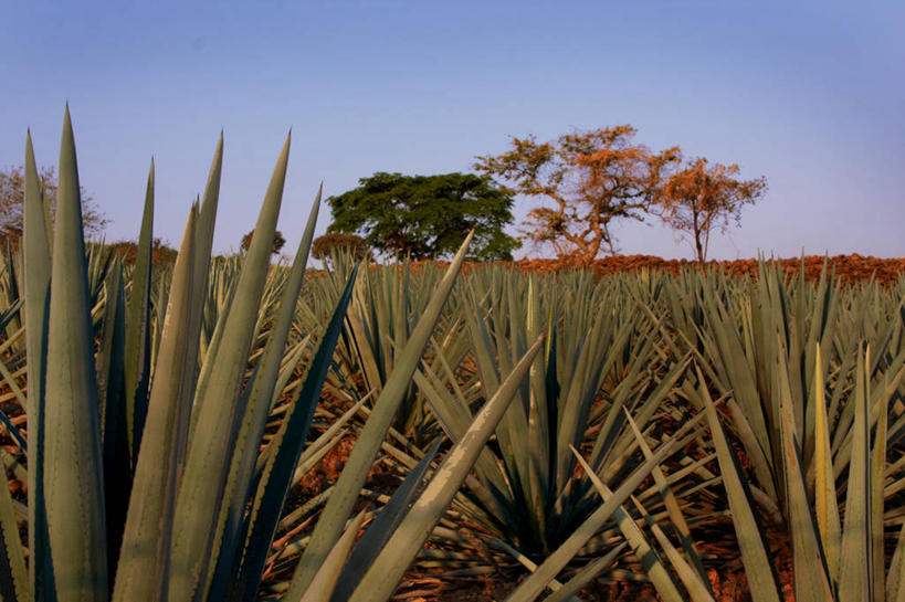 无人,横图,室外,白天,旅游,度假,美景,植物,叶子,墨西哥,锐利,景观,娱乐,自然,享受,休闲,景色,放松,摄影,生长,宁静,环境,锋利,尖锐,北美,拉丁美洲,自然风光,树梢,特其拉,万里无云,哈利斯科州,彩图