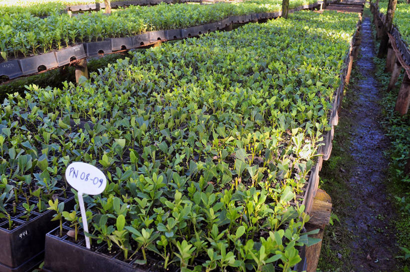 无人,农场,横图,俯视,室外,白天,旅游,度假,农业,农作物,美景,阿根廷,丰富,数字,景观,娱乐,自然,享受,休闲,景色,南美,放松,摄影,生长,宁静,拉丁美洲,自然风光,彩图,高角度拍摄,科连特斯省