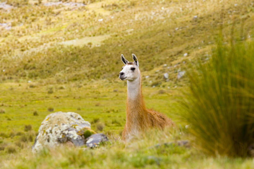 无人,坐,横图,室外,白天,旅游,度假,美景,哺乳动物,野生动物,秘鲁,景观,田地,娱乐,骆驼,草,自然,动物,享受,休息,休闲,家畜,景色,南美,放松,可爱,摄影,活泼,食草动物,宁静,拉丁美洲,自然风光,羊驼,偶蹄目,印加遗迹,沙漠之舟,驼羊,美洲驼,安地斯山脉,岩石,彩图,林区,冻原,好奇心