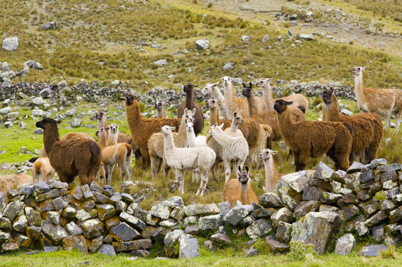 无人,横图,室外,白天,旅游,度假,美景,哺乳动物,野生动物,秘鲁,一群,许多,景观,田地,很多,娱乐,骆驼,草,自然,动物,享受,休闲,家畜,景色,南美,放松,可爱,摄影,活泼,食草动物,宁静,拉丁美洲,岩层,自然风光,羊驼,偶蹄目,印加遗迹,沙漠之舟,驼羊,美洲驼,安地斯山脉,岩石,彩图,林区,冻原