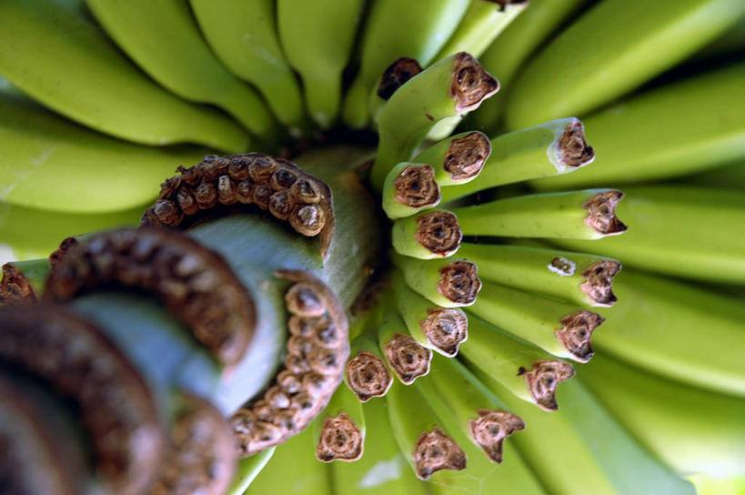 无人,横图,特写,香蕉,水果,巴西,许多,很多,串,饮食,南美,摄影,拉丁美洲,清新,巴西文化,彩图,传统文化