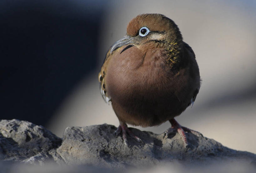无人,横图,室外,旅游,厄瓜多尔,地标建筑,摄影,国家公园,加拉帕戈斯群岛,彩图,旅行