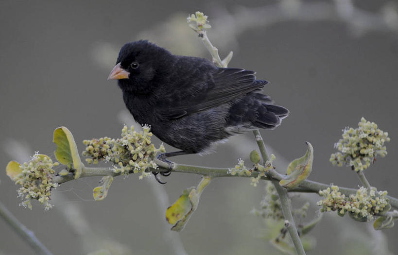 无人,横图,室外,旅游,厄瓜多尔,鸟类,自然,地标建筑,摄影,国家公园,加拉帕戈斯群岛,彩图,旅行