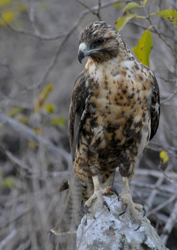 无人,竖图,室外,旅游,野生动物,厄瓜多尔,地标建筑,摄影,国家公园,加拉帕戈斯群岛,老鹰,彩图,旅行