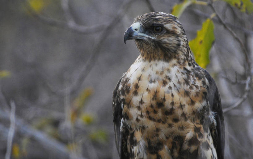无人,横图,室外,正面,旅游,厄瓜多尔,地标建筑,摄影,国家公园,加拉帕戈斯群岛,彩图,旅行