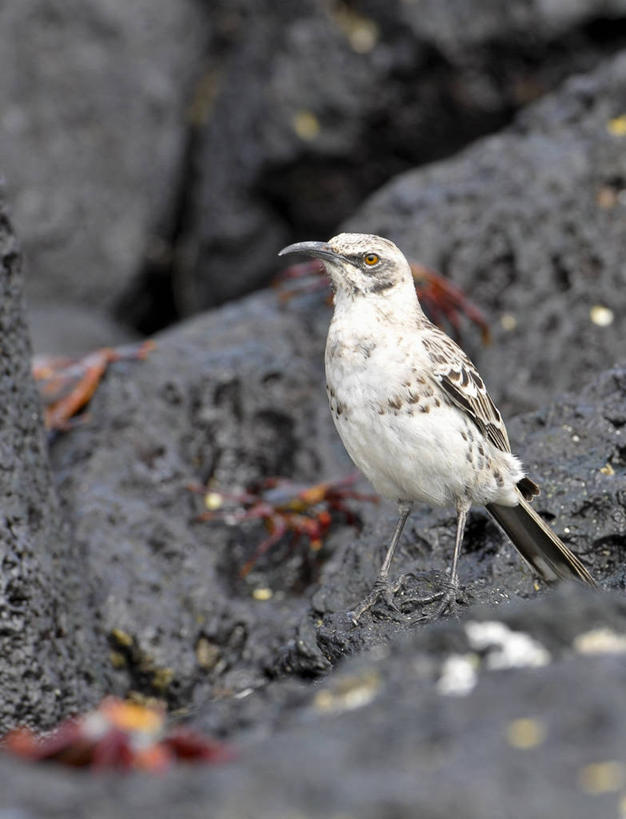 无人,竖图,室外,侧面,旅游,厄瓜多尔,鸟类,螃蟹,自然,地标建筑,摄影,国家公园,加拉帕戈斯群岛,嘲鸫,彩图,旅行