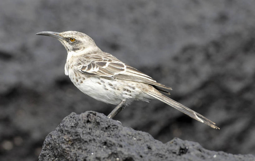 无人,横图,室外,白天,侧面,旅游,厄瓜多尔,鸟类,地标建筑,摄影,国家公园,加拉帕戈斯群岛,嘲鸫,彩图,旅行