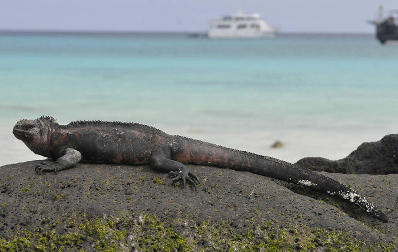 无人,横图,室外,旅游,野生动物,蜥蜴,厄瓜多尔,鬣蜥,自然,动物,地标建筑,摄影,国家公园,石龙子,泉龙,猪婆蛇,四脚蛇,蜴,海鬣蜥,加拉帕戈斯群岛,陆鬣蜥,彩图,旅行,加拉帕戈斯陆鬣蜥,科隆群岛陆鬣蜥