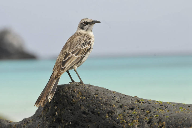 无人,横图,室外,侧面,旅游,厄瓜多尔,自然,地标建筑,摄影,国家公园,加拉帕戈斯群岛,彩图,旅行