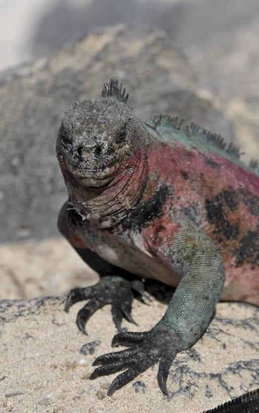 无人,竖图,特写,正面,旅游,野生动物,蜥蜴,厄瓜多尔,鬣蜥,自然,动物,地标建筑,摄影,国家公园,石龙子,泉龙,猪婆蛇,四脚蛇,蜴,海鬣蜥,加拉帕戈斯群岛,陆鬣蜥,彩图,旅行,加拉帕戈斯陆鬣蜥,科隆群岛陆鬣蜥
