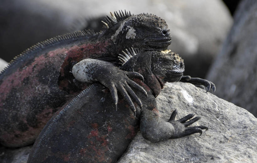 无人,横图,特写,旅游,野生动物,蜥蜴,厄瓜多尔,鬣蜥,自然,动物,地标建筑,两只,摄影,国家公园,石龙子,泉龙,猪婆蛇,四脚蛇,蜴,加拉帕戈斯群岛,陆鬣蜥,彩图,旅行,加拉帕戈斯陆鬣蜥,科隆群岛陆鬣蜥