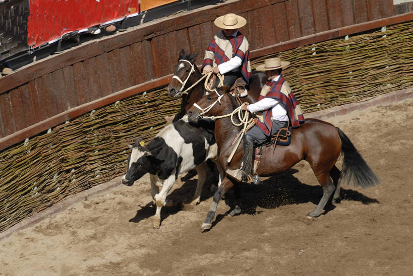 两个人,横图,锻炼,快乐,比赛,运动,竞争,马,牛,智利,三只,娱乐,休闲,摄影,体育运动,母牛,体育,彩图,健身,传统文化,马上枪术比赛